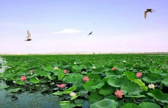 周口淮阳龙湖湿地生态修复工程完工 湖区生物多样性恢复成效显著